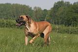 DOGUE ALLEMAND 513